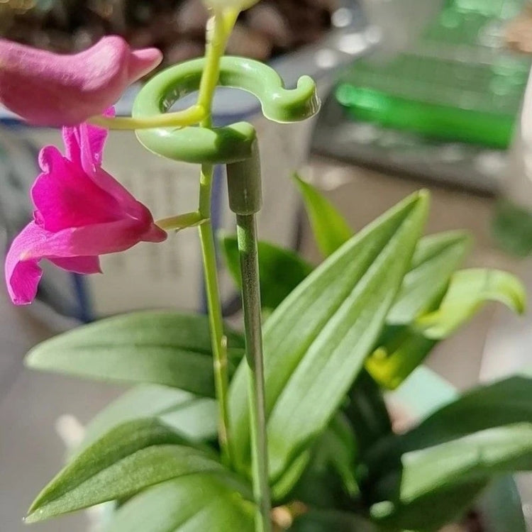 10pcs Plant Potted Flower Shape Support Rod Fixed Anti-lodging Leaf Guard Frame, 17cm, 27cm, 37cm, 48cm, 58cm