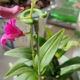 10pcs Plant Potted Flower Shape Support Rod Fixed Anti-lodging Leaf Guard Frame, 17cm, 27cm, 37cm, 48cm, 58cm