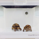 Digital Round Shaped Reptile Box Centigrade Thermometer & Hygrometer with Screen Display