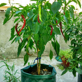 3 Pockets 18L / 5 Gallon Non-woven Felt Strawberry Planting Bag, Size: 23X28cm, Size: 23X28cm