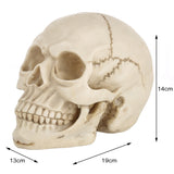 Skull Head Hallowmas Prop Gadget Display, Size: 19(L) x 13(W) x 14cm(H), Skull Head