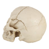 Skull Head Hallowmas Prop Gadget Display, Size: 19(L) x 13(W) x 14cm(H), Skull Head