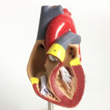 1: 1 Human Heart anatomical Model Medical Cardiology Heart anatomy teaching model with number mark, Human Heart Anatomical Model