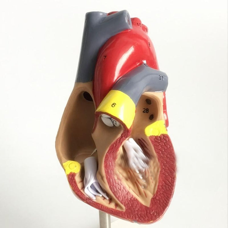 1: 1 Human Heart anatomical Model Medical Cardiology Heart anatomy teaching model with number mark, Human Heart Anatomical Model
