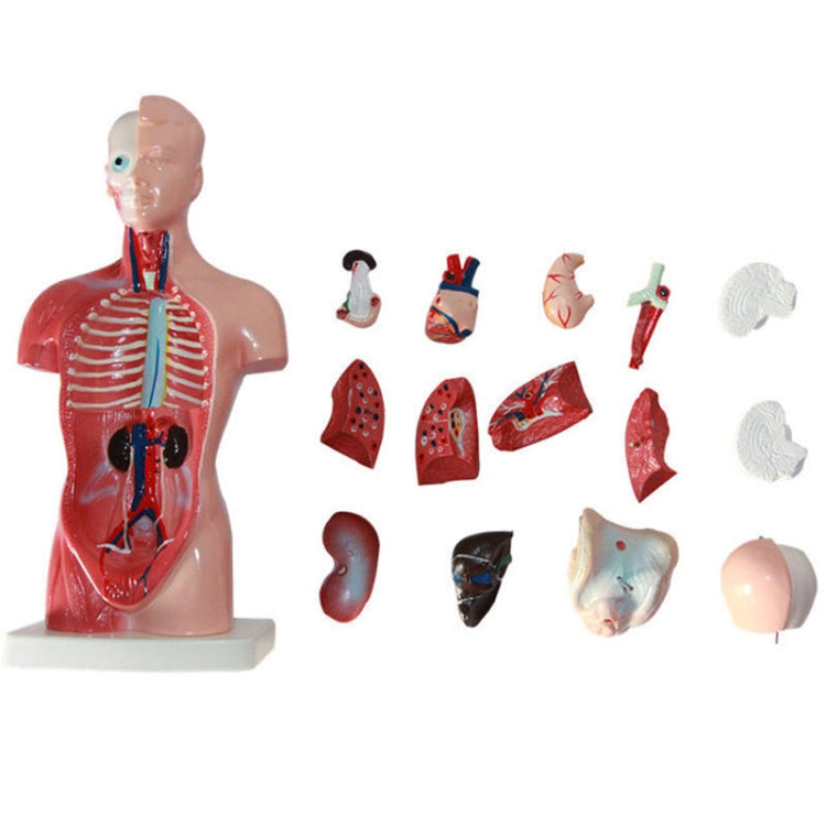 Medical Primary and Secondary Education 26CM Torso Model Human Anatomy Organ Structure Model