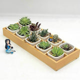 Succulent Wooden Storage Box Landscape Garden Decoration, 10 Cells