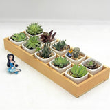 Succulent Wooden Storage Box Landscape Garden Decoration, 10 Cells