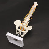 45CM Human Spine with Pelvic Model Human Anatomical Anatomy Spine Medical Model spinal column model+Stand Fexible, Human Spine Model