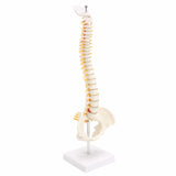 45CM Human Spine with Pelvic Model Human Anatomical Anatomy Spine Medical Model spinal column model+Stand Fexible, Human Spine Model