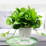 Transparent Plastic Double-Layer Water Storage Automatic Water-Absorbing Flowerpot, A703 Caliber 8.2cm, A705 Caliber 10.5cm, A707 Caliber 15.3cm, A709 Caliber 23.5cm