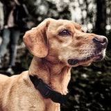 Pet Collar Trainer Rechargeable Automatic Bark Stop, Automatic Bark Stop Black, Automatic Bark Stop Black White Spots