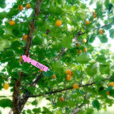 100 PCS Gardening Plant Sapling Seed Hanging Tree Label, Plant Label 5 Pink, Plant Label 5 Yellow, Plant Label 5 Green, Plant Label 5 Blue, Plant Label 5 Red, Plant Label 5 White